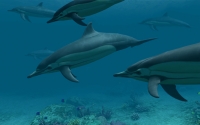 Dolphins 3D Screensaver 1.0