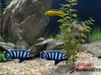Dream Aquarium 3D Screensaver 1.0