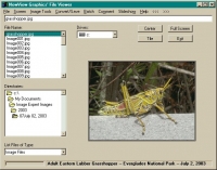 NewView Graphics' File Viewer