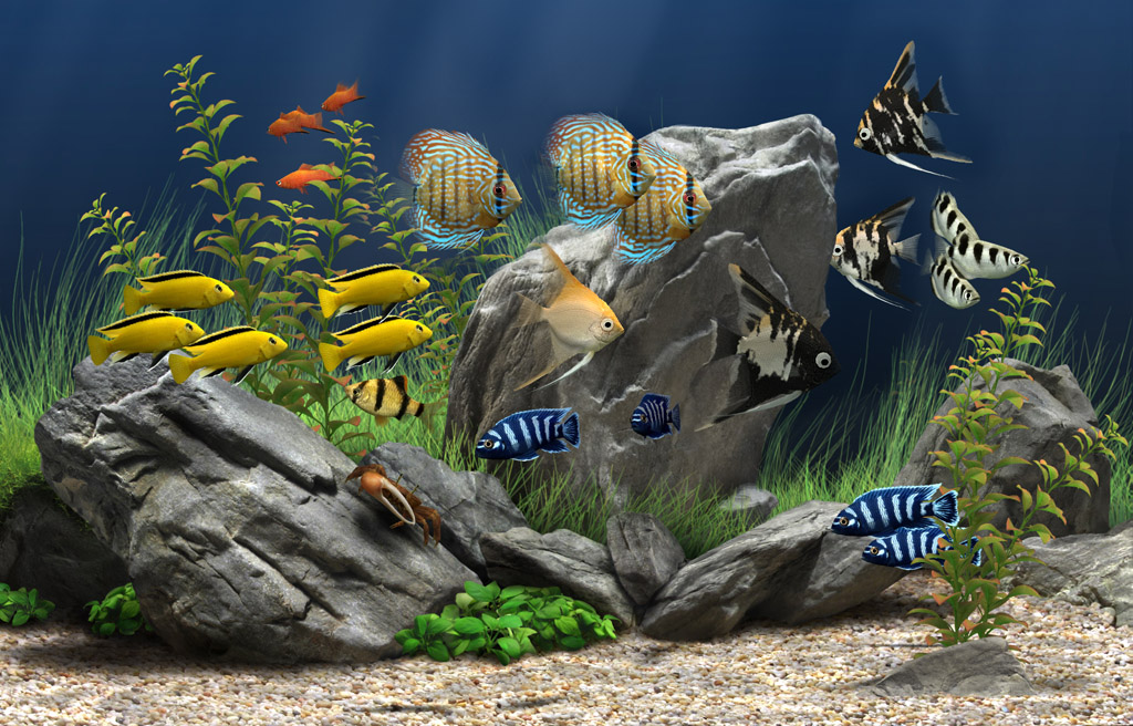 Download Dream Aquarium Idownload Ro Programe Si Aplicatii